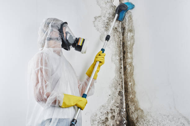 Why You Should Choose Our Mold Remediation Services in Lakewood, NY